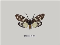 藏品(茶斑蛾)的圖片